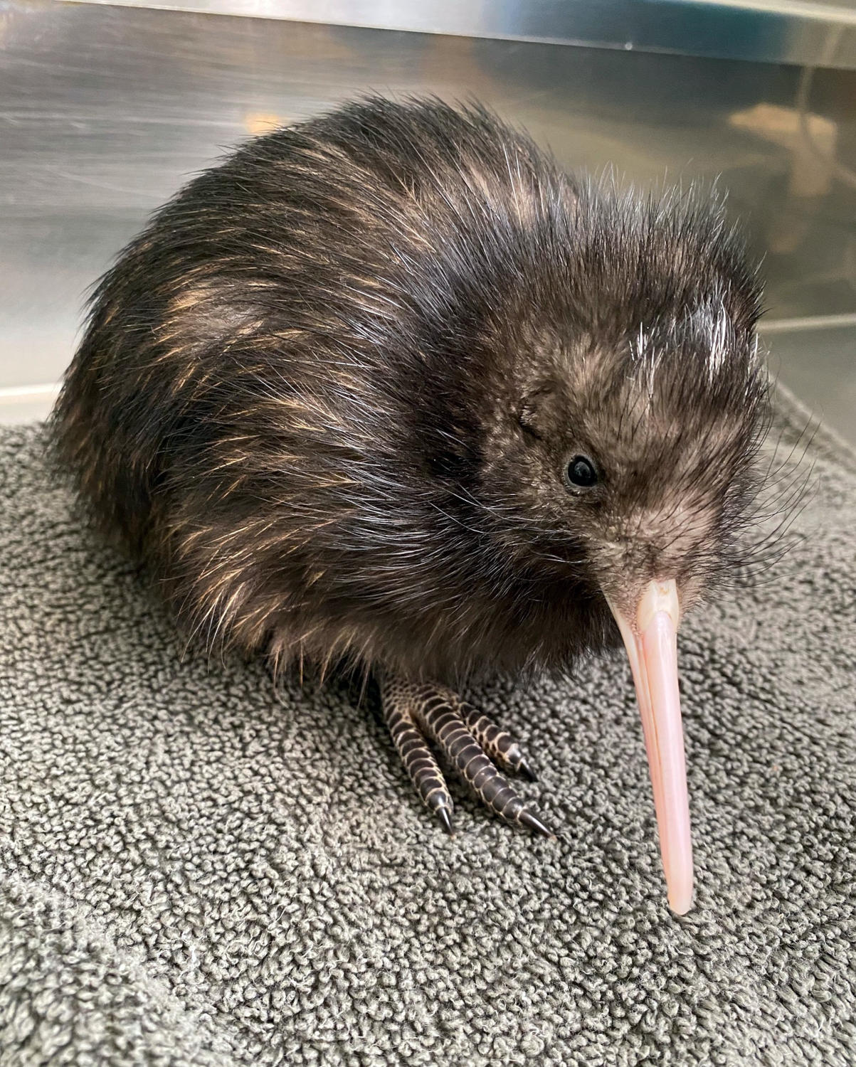 Kiwi chick Ngawari Tiwhiri