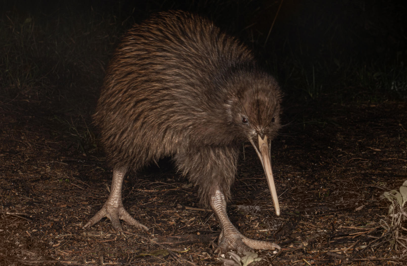 North island brown kiwi. Photo: Shaun Lee.