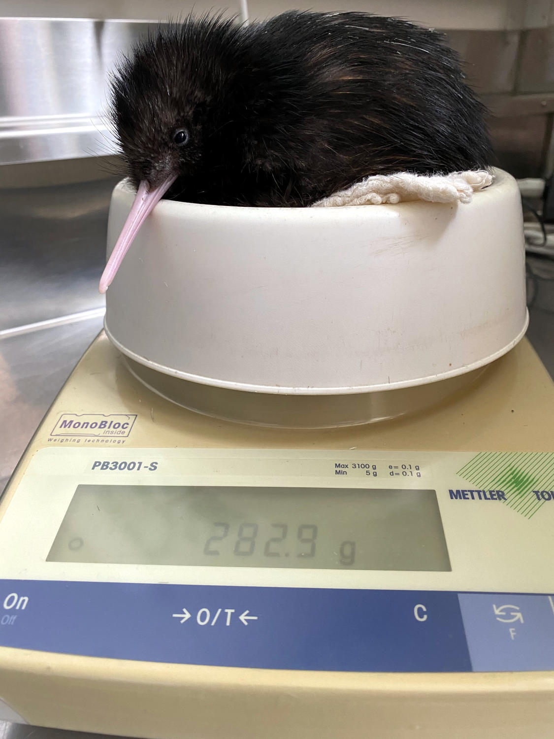 Kiwi chick weighed, Operation Nest Egg, 2020.