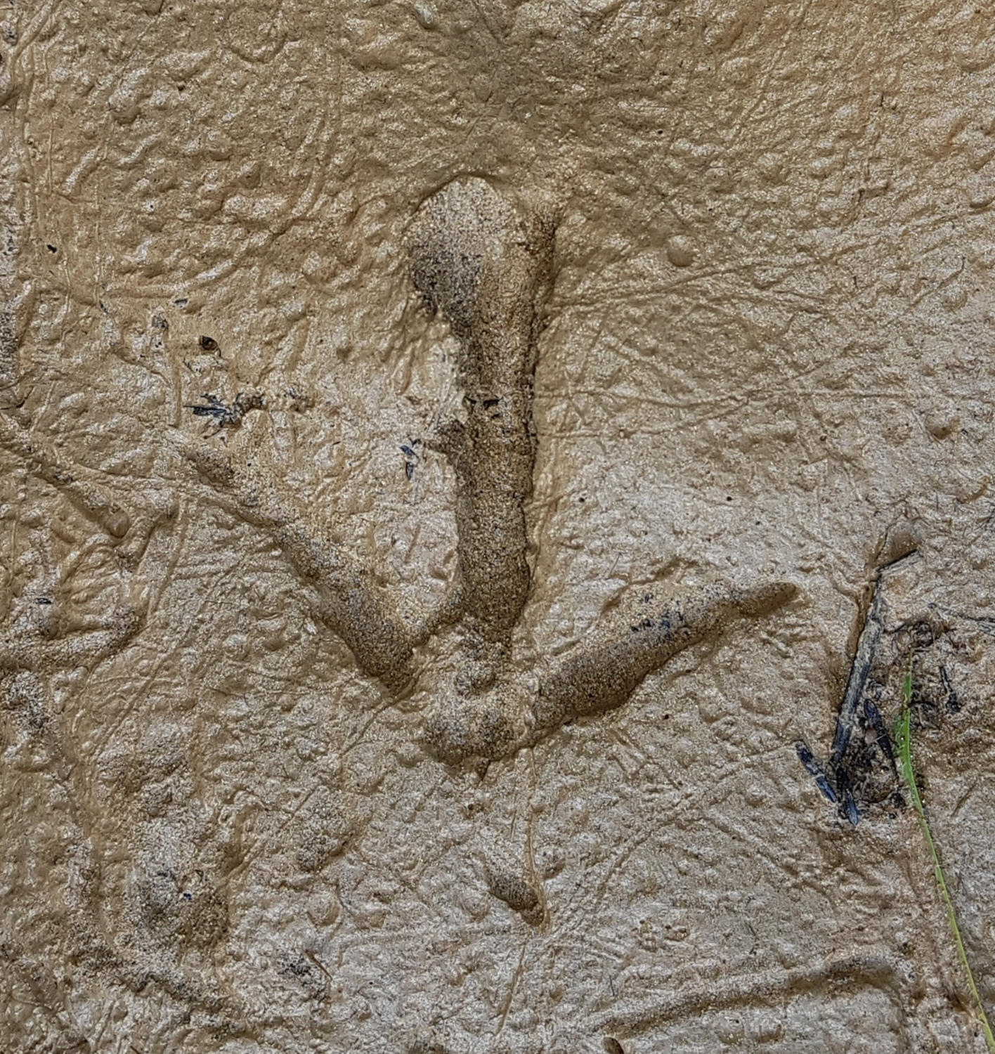 Wild kiwi print in the mud