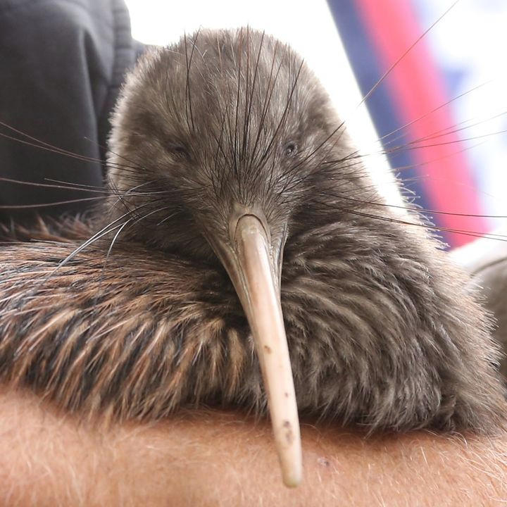 Beautiful juvenile kiwi