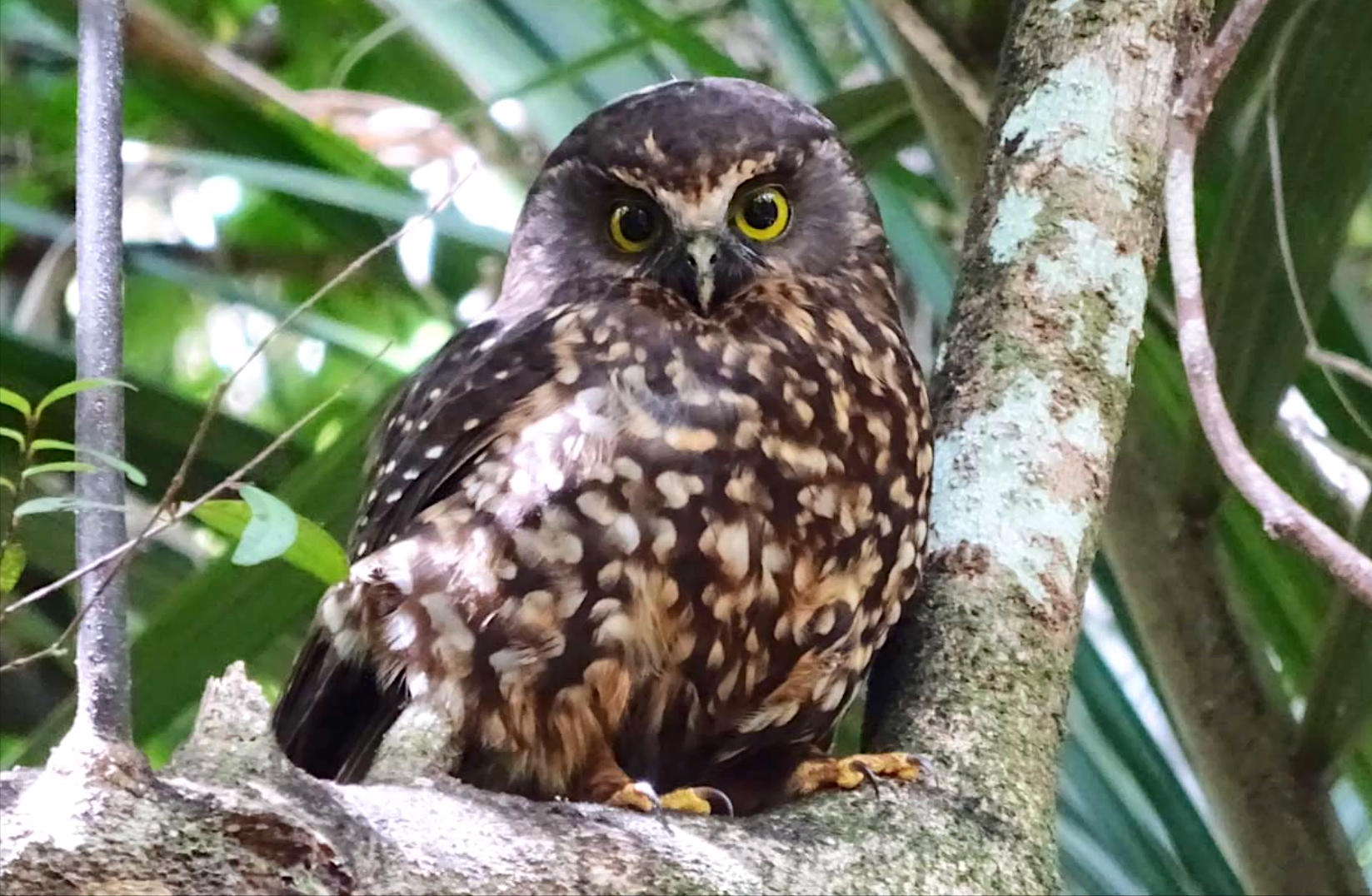 Ruru on tree branch