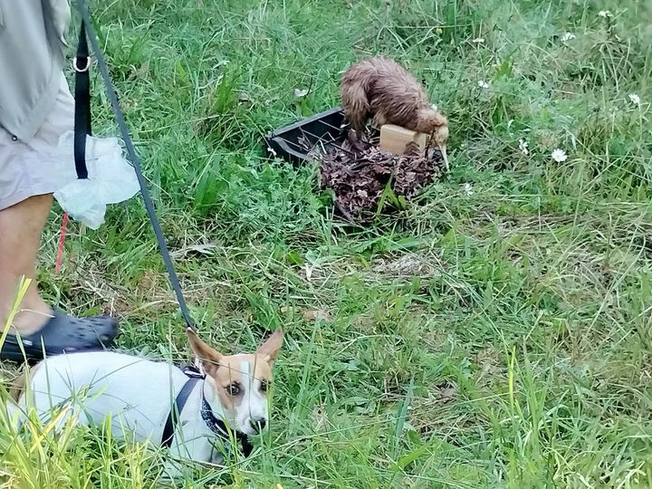 Pip the dog in kiwi avoidance refresher training.
