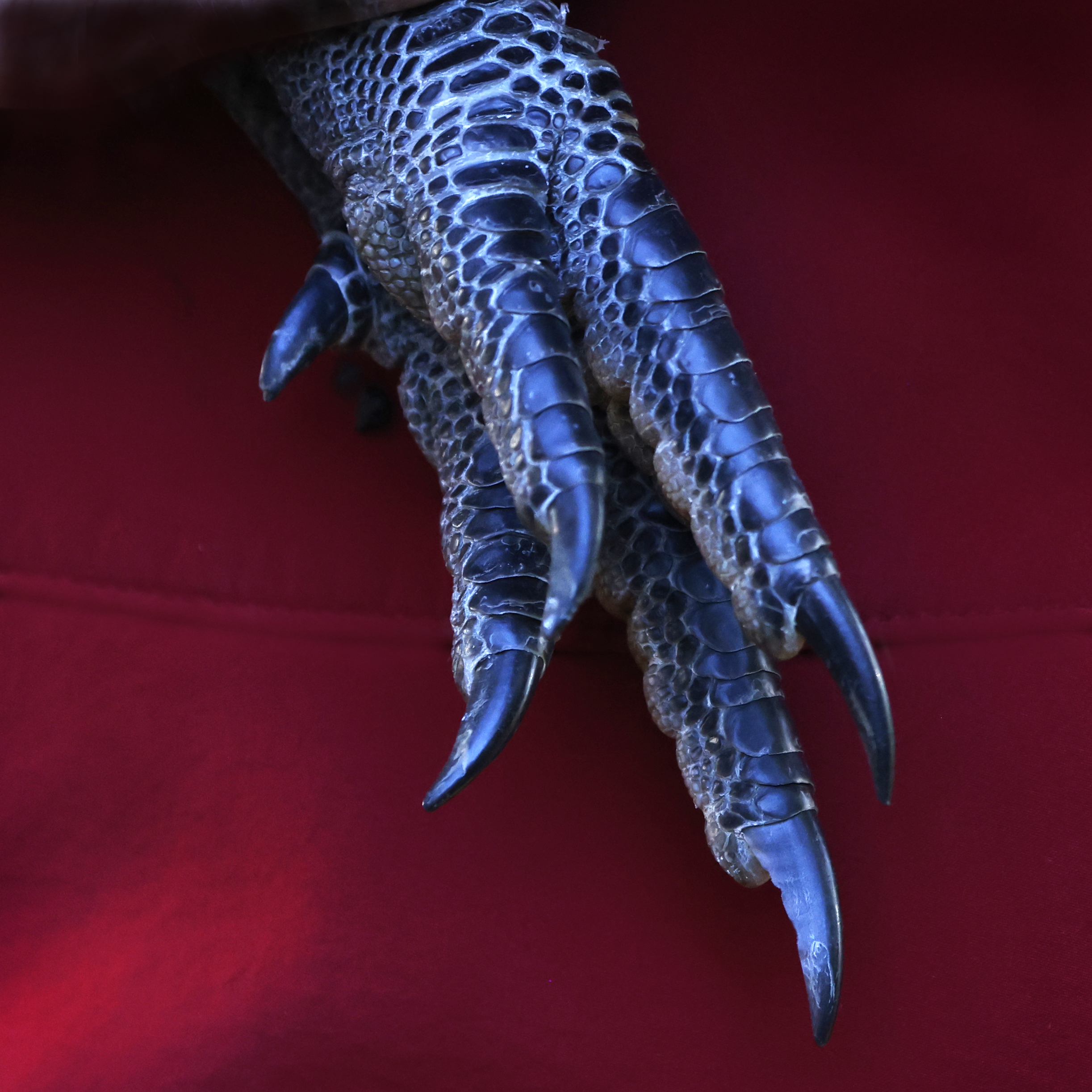 Photo of a kiwi's feet.